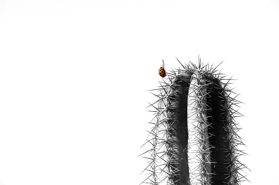 cactus, ladybug, nature, insect, macro, plant, beetle, copy space HD wallpaper