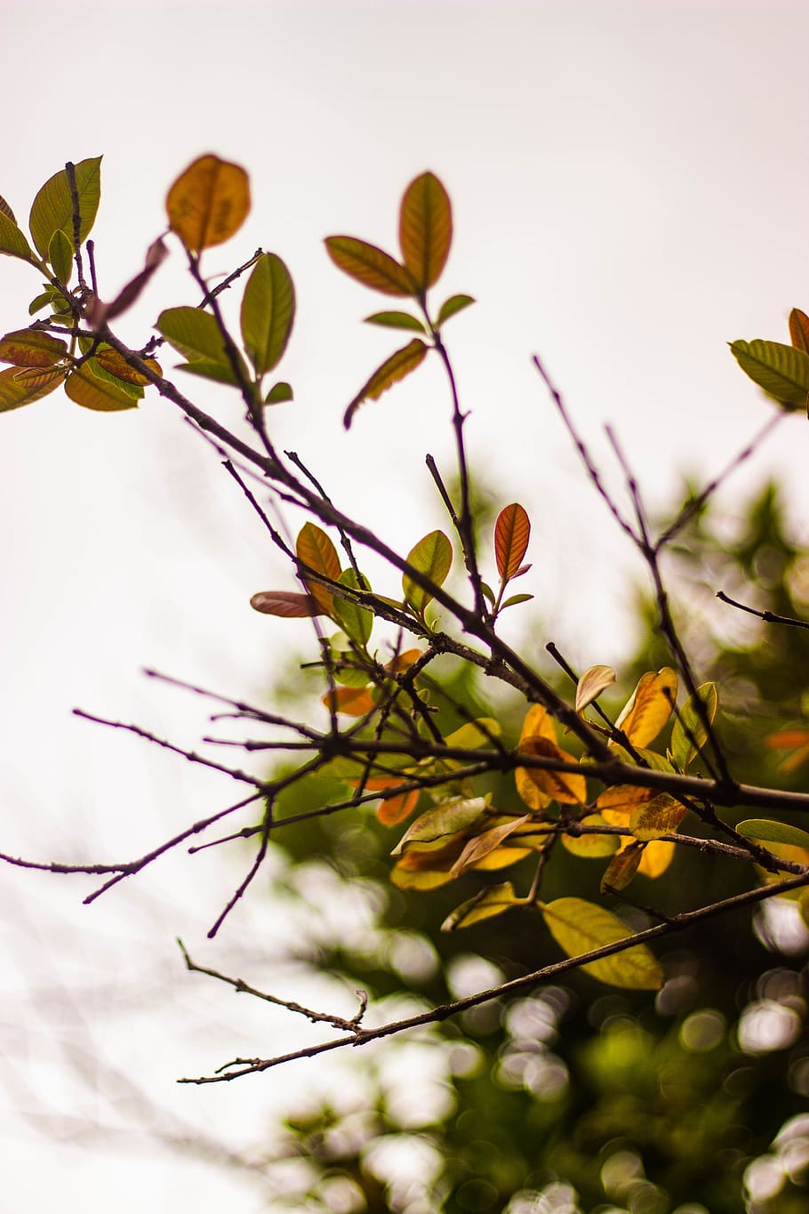 leaf, plant, flower, blossom, nature, veins, leaves, trees HD wallpaper