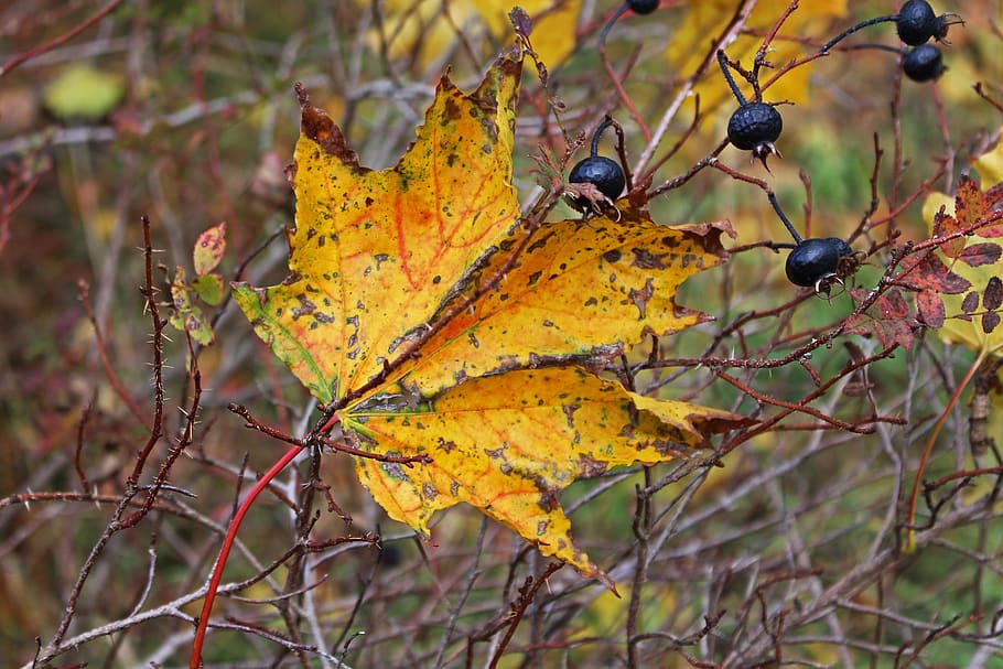 fall foliage, maple leaf, autumn, leaves, fall color, colorful HD wallpaper
