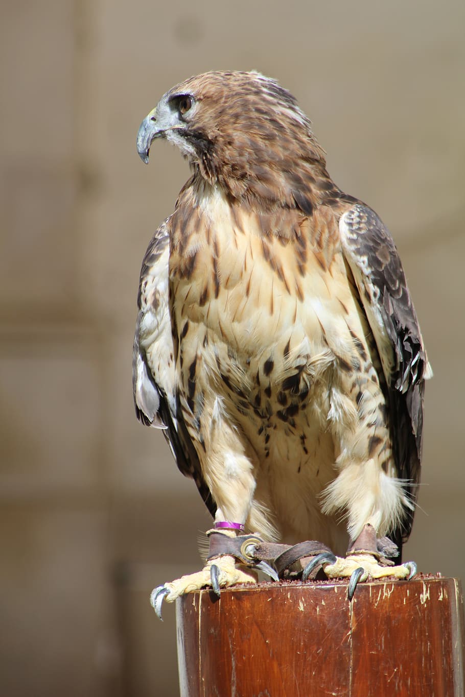 birds, owls, eagle, nature, predator, pity, animal, wild, raptor HD wallpaper