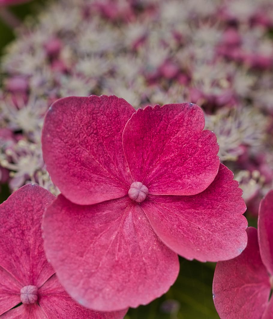 hydrangea, pink, nature, blossom, bloom, close up, flowering plant HD wallpaper