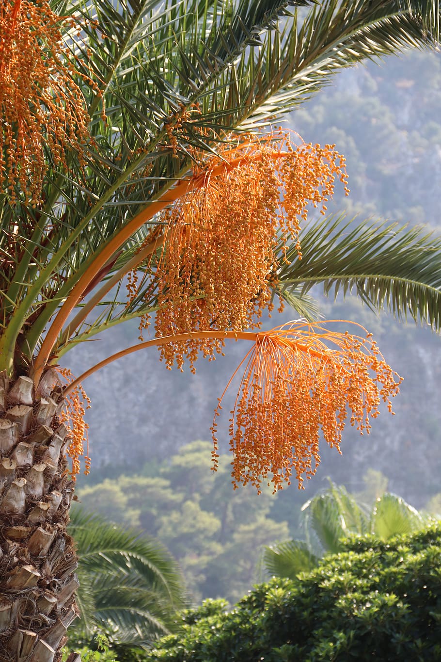 date palm tree, exotic, turkey, plant, growth, beauty in nature HD wallpaper
