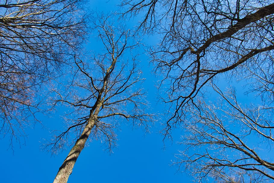 trees, sky, blue, aesthetic, kahl, plant, low angle view, branch HD wallpaper