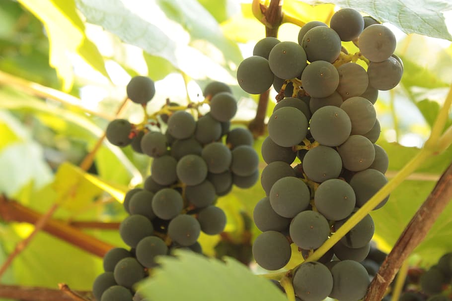 vines, spray, fruit, sunny, grapes, vineyard, garden, growth HD wallpaper