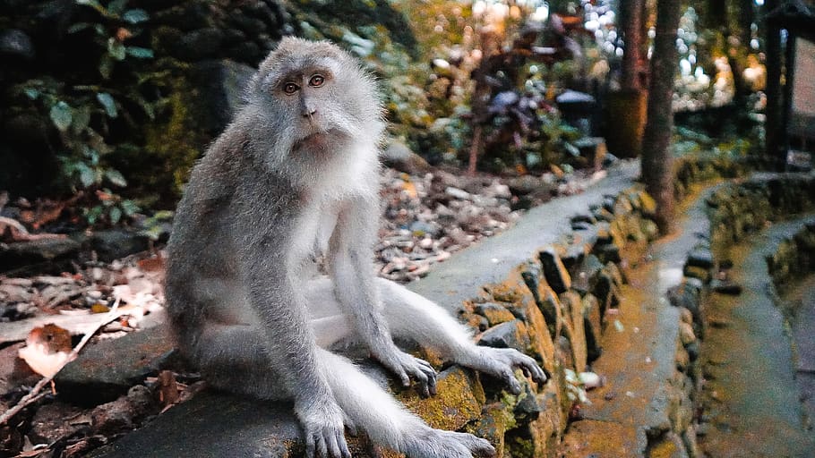 ubud, indonesia, bali, monkey, animals, nature, monkeyforest, HD wallpaper