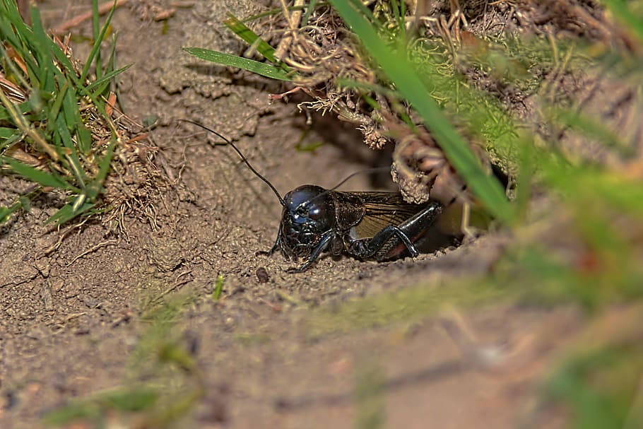 macro, cicada, insect, insects, nature, one animal, animal themes HD wallpaper