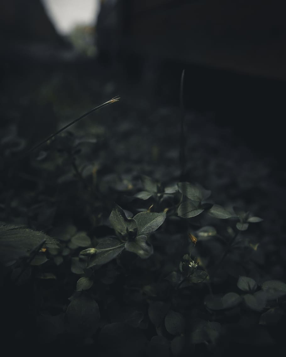 macro shot of plant, leaf, forest, dark, bokeh, blur, light, herb HD wallpaper