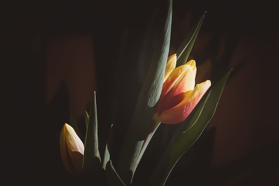 flower, tulip, yellow, red, orange, blossom, bloom, tulpenbluete HD wallpaper