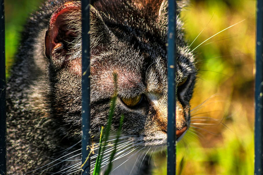 cat, close up, grid, imprisoned, animal shelter, pet, animal world HD wallpaper