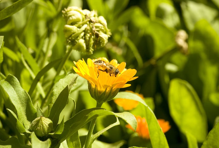 beautiful, blossom, bright, bunch, closeup, detail, flora, floral HD wallpaper