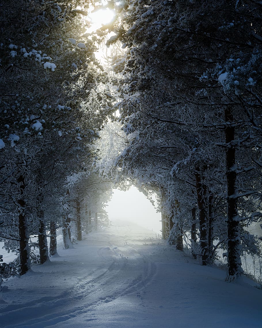 snow covered trees, cold temperature, plant, winter, tranquility HD wallpaper