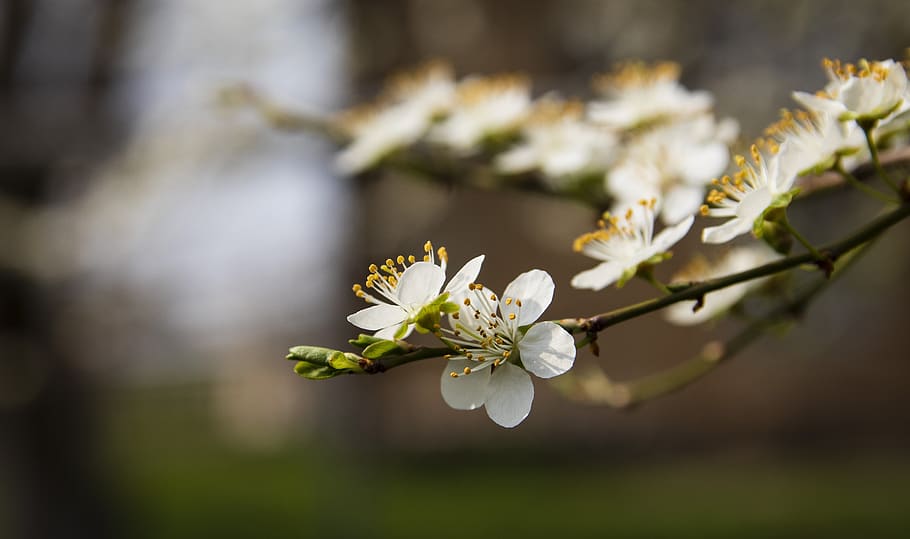 spring, bloom, flowers, tree, colorful, nature, mood, plant HD wallpaper