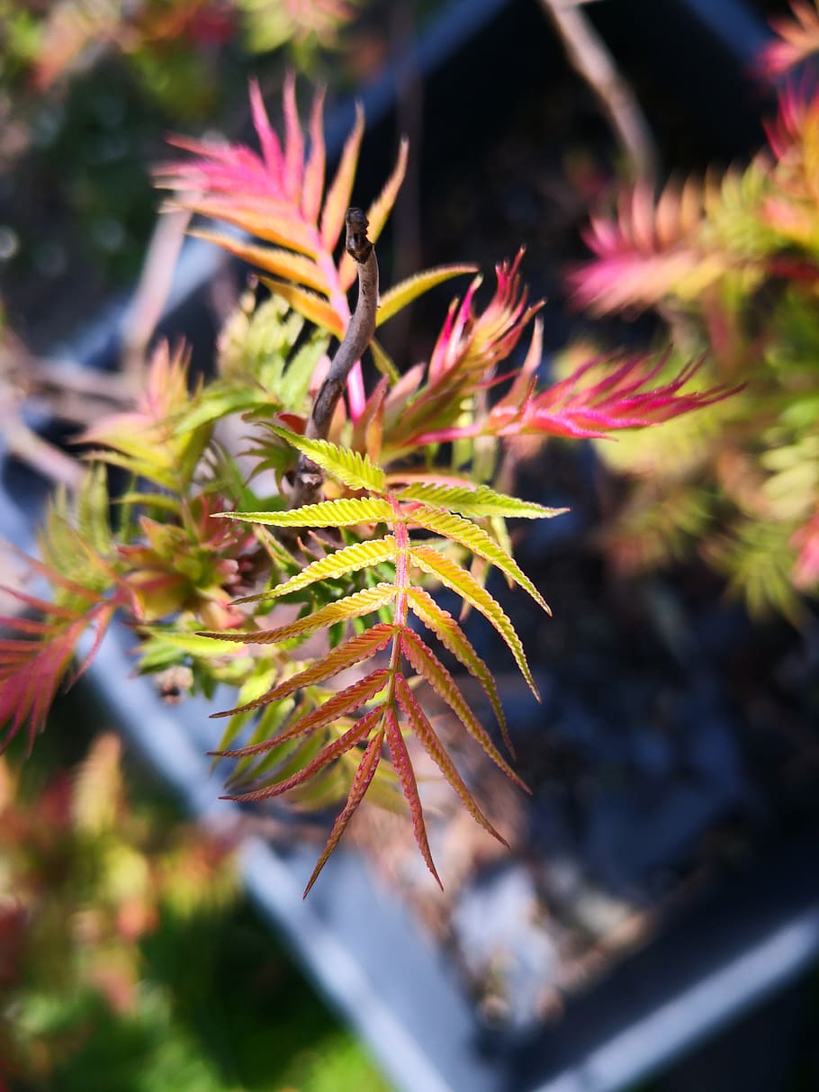 japanese maple, plant, spring, nature, growth, selective focus HD wallpaper