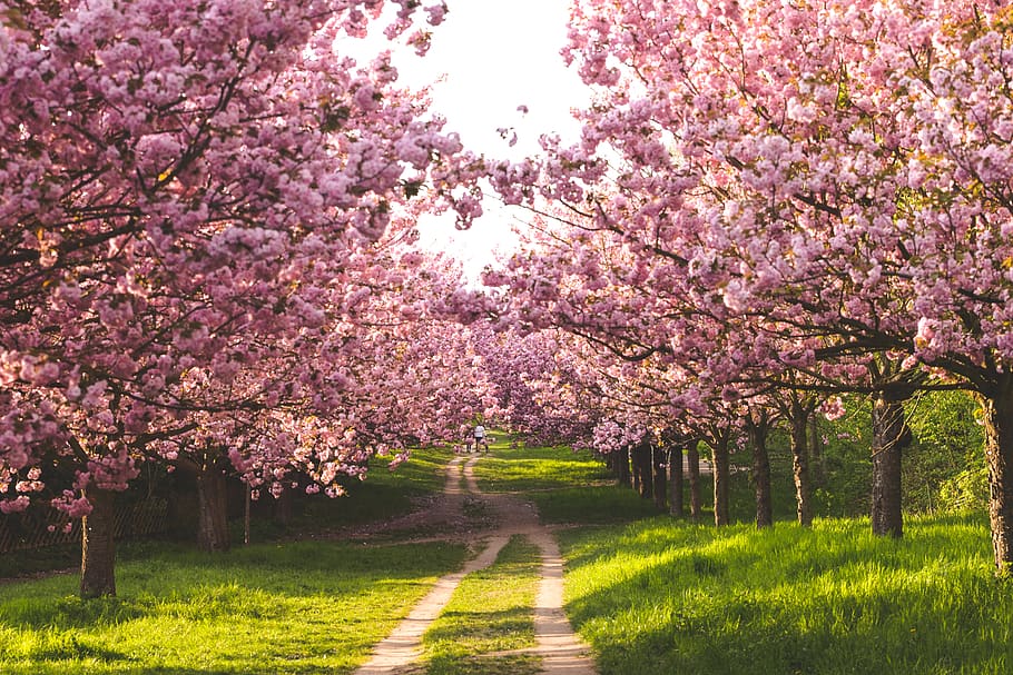 pathway between cherry blossoms, plant, tree, flower, flowering plant HD wallpaper