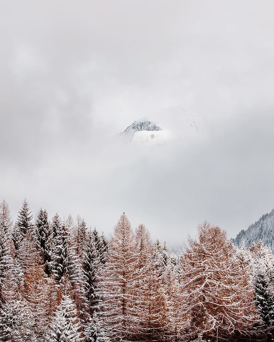forest and white sky, plant, tree, winter, beauty in nature, cold temperature HD wallpaper