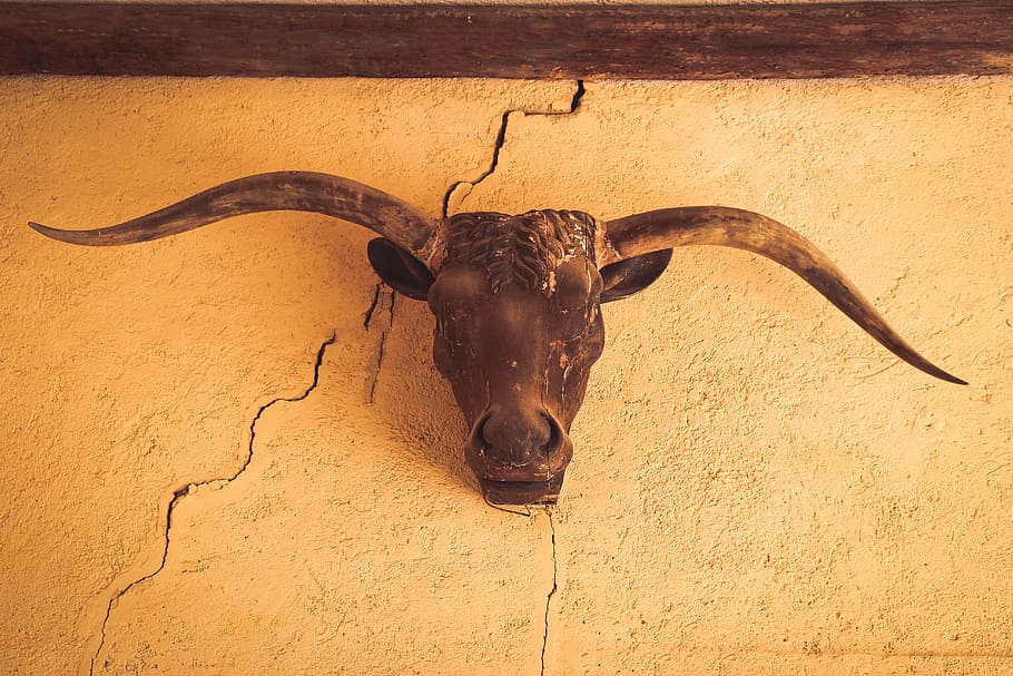 greece, corfu, taurus, one animal, animal themes, mammal, animal wildlife HD wallpaper