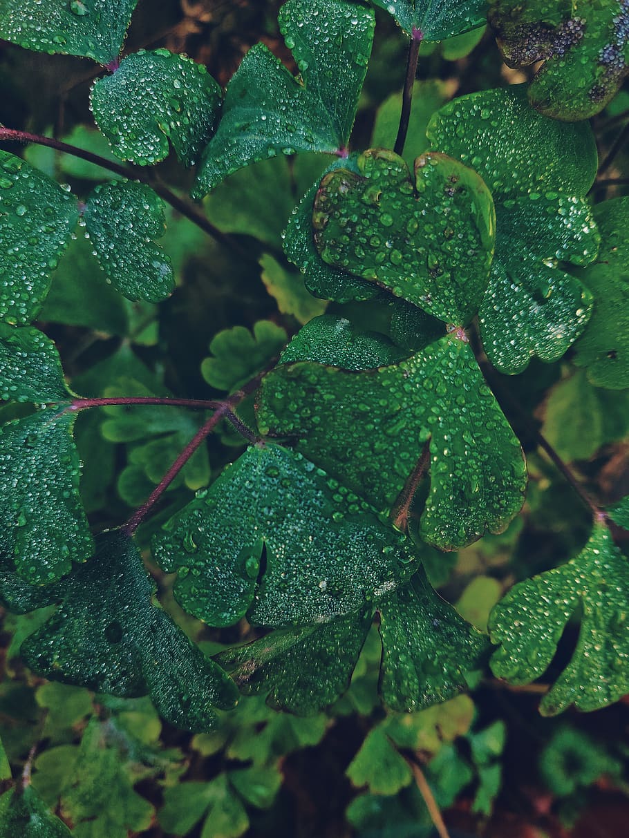 Close-Up Photo of Leaves, blur, damp, dew, environment, focus HD wallpaper