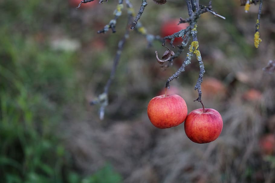 two apples, apple tree, red, healthy, vitamins, fresh, food HD wallpaper