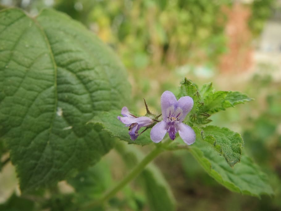 macro, flower, purple, leaf, plant, growth, flowering plant HD wallpaper