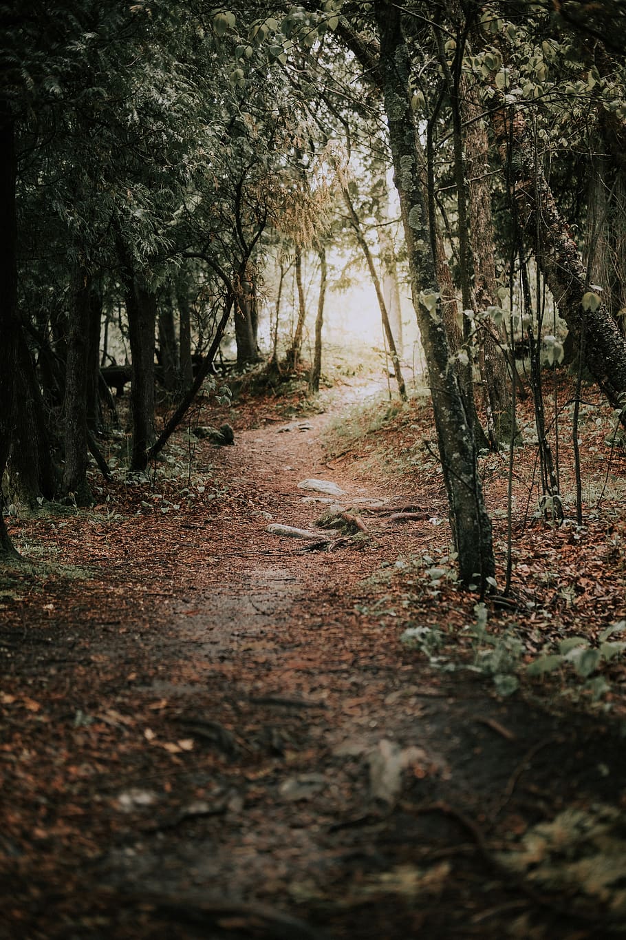 ground, plant, tree, tree trunk, door county, path, gravel HD wallpaper