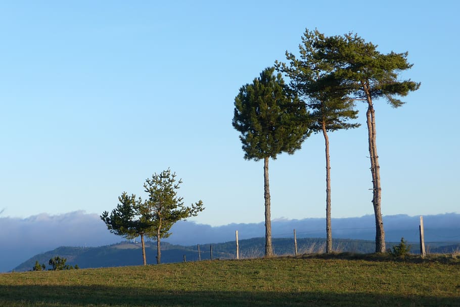 trees, wind, blue, cold, nature, landscape, weather, sky, mood HD wallpaper