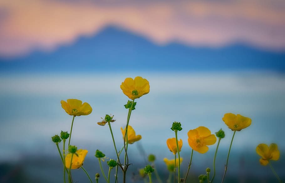 selective focus photography of buttercup flowers, blue, landscape HD wallpaper