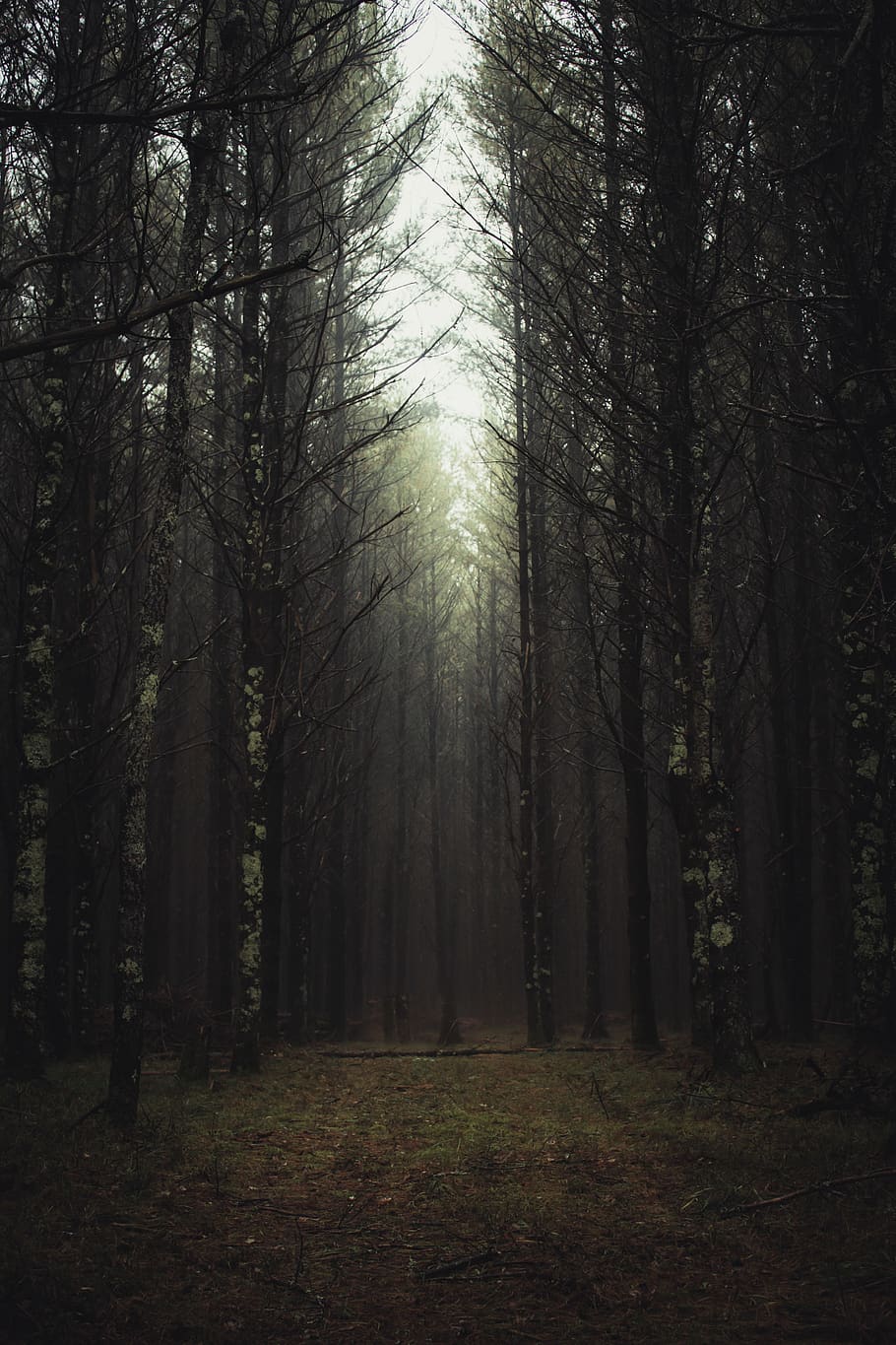 Silhouette Of Trees, backlit, conifer, environment, fog, foggy HD wallpaper