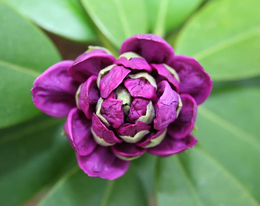 Close Up Photograph of Purple and White Flower, bloom, bud, flora HD wallpaper