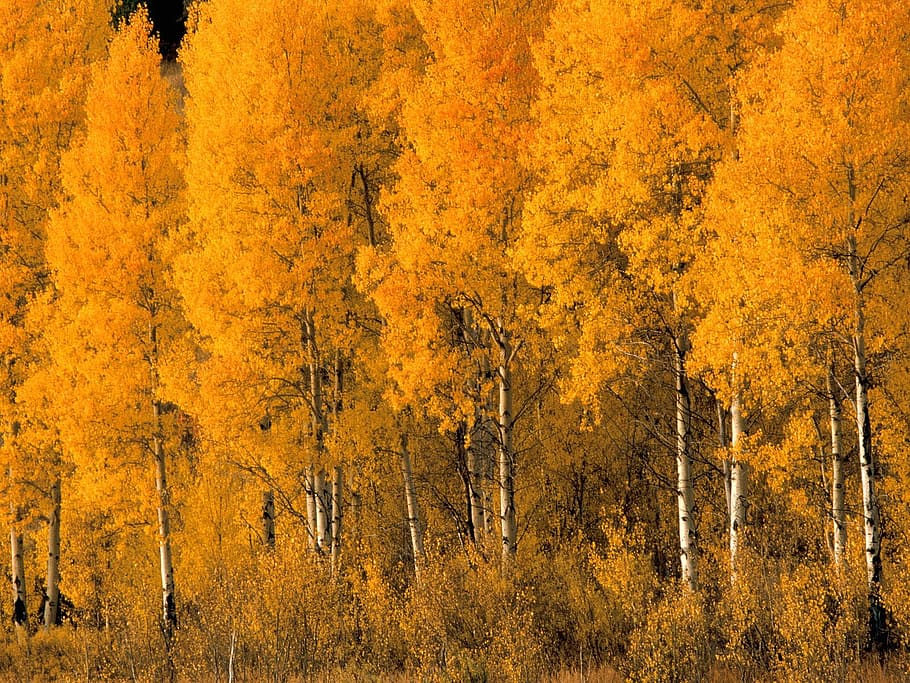 Autumn, yellow, trees, plant, land, beauty in nature, forest HD wallpaper