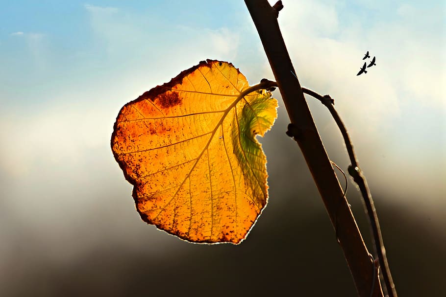 autumn leaf, vein, pattern, twig, fall, colorful, golden, skies HD wallpaper