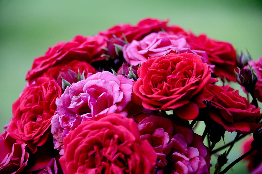 rose, flower, blossom, bloom, nature, pink, love, romance, beauty HD wallpaper