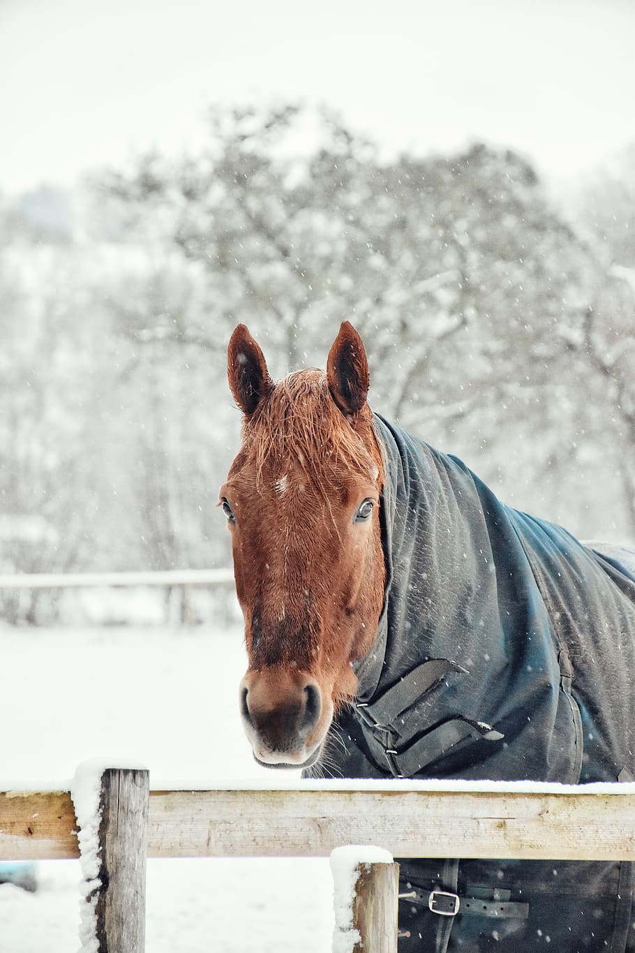 brown horse standing beside beige fence during winter, animal, HD wallpaper