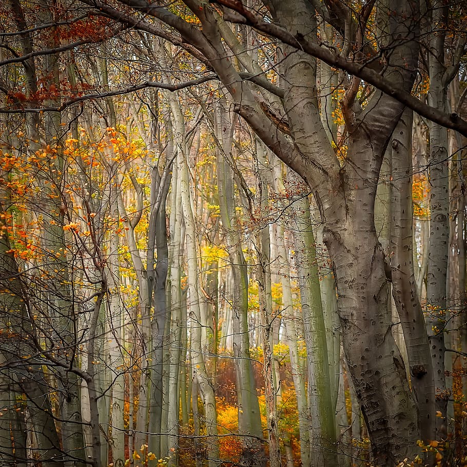 yellow and orange leafy trees, plant, flora, birch, austria, unnamed road HD wallpaper