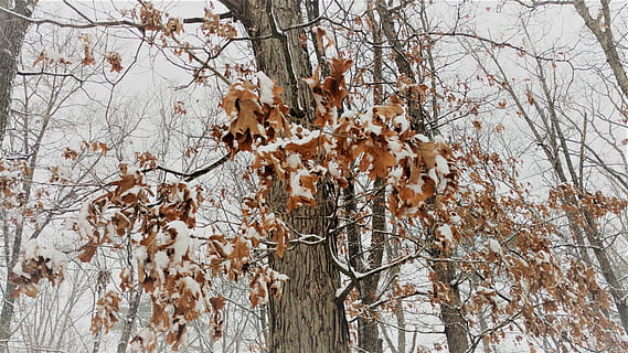 dried leaf trees, plant, tree trunk, usa, alexandria, outdoors HD wallpaper