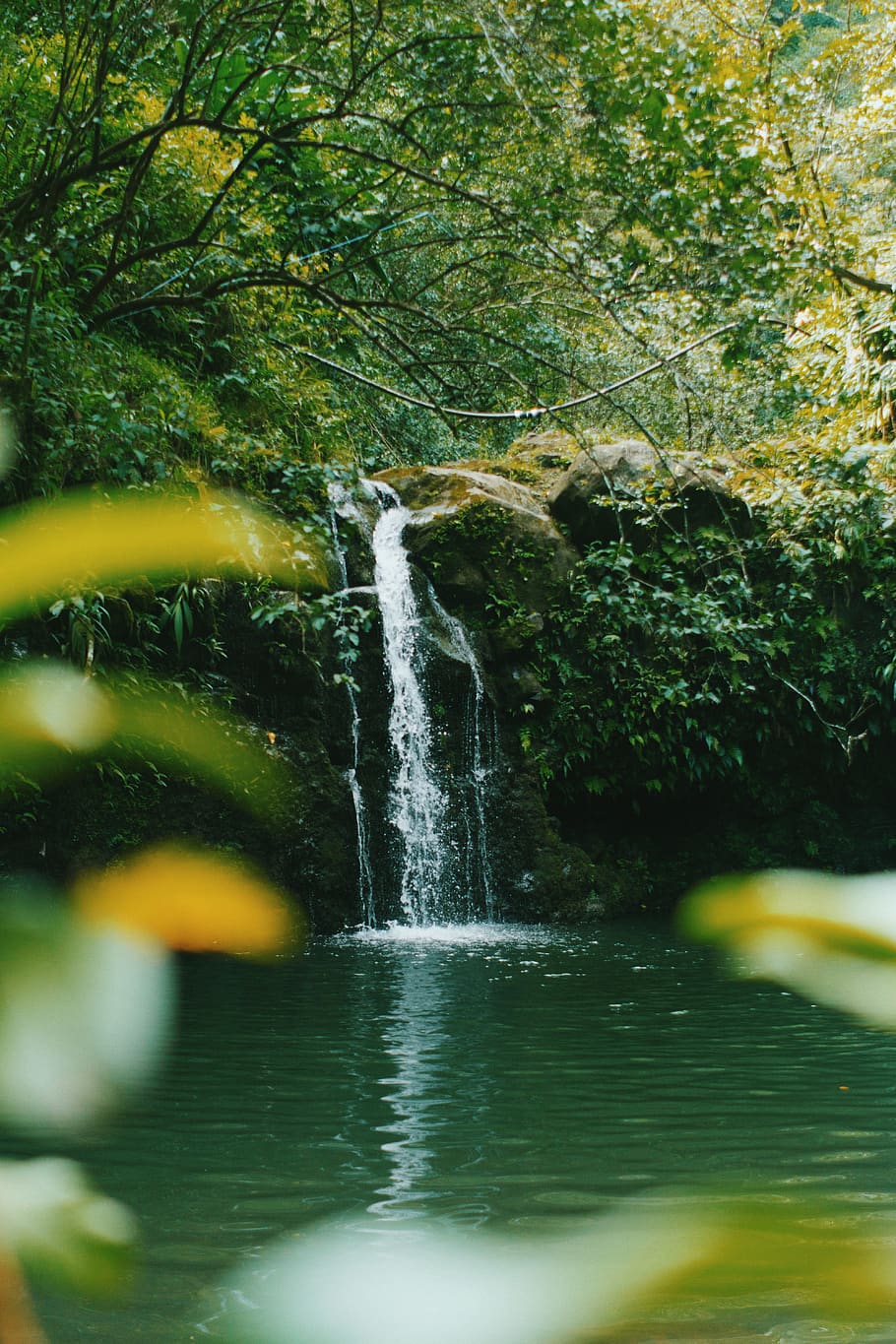 hawaii, tropical, waterfall, tree, plant, motion, forest, nature HD wallpaper