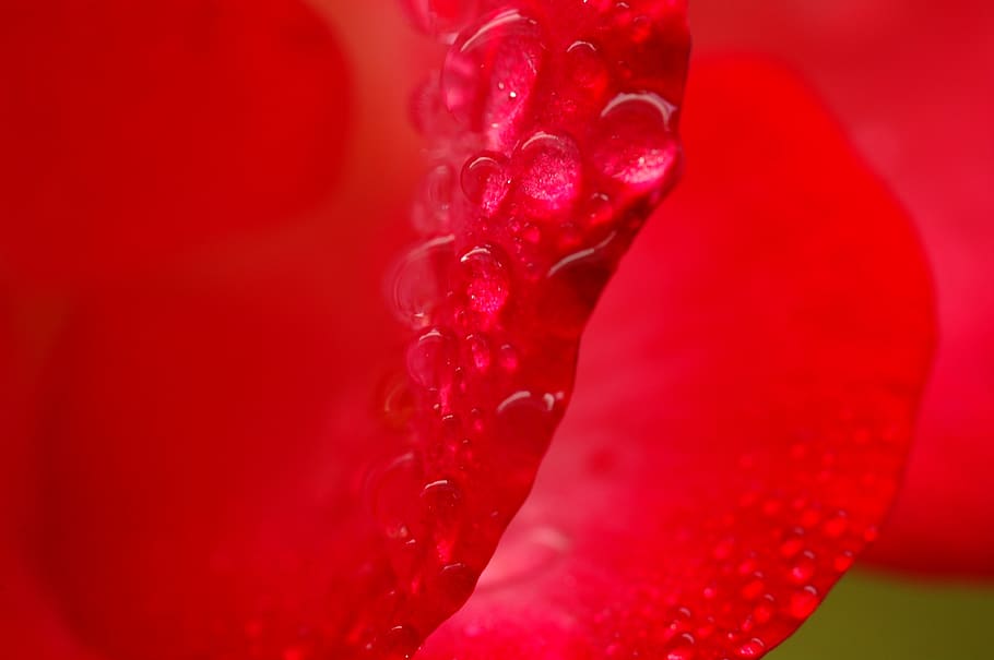 wet, rain, pet, drops, droplets, raindrop, dew, nature, rose HD wallpaper
