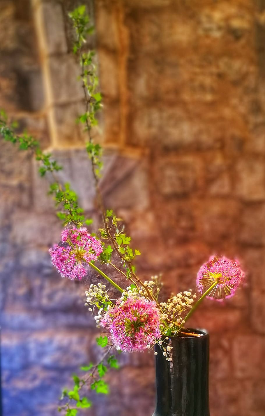 spain, girona, plant, flower, flowering plant, growth, fragility HD wallpaper