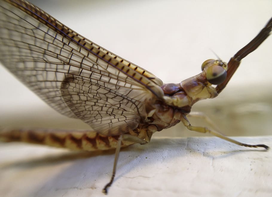 fishfly, fish fly, insect, bug, praying, wings, nature, animal themes HD wallpaper