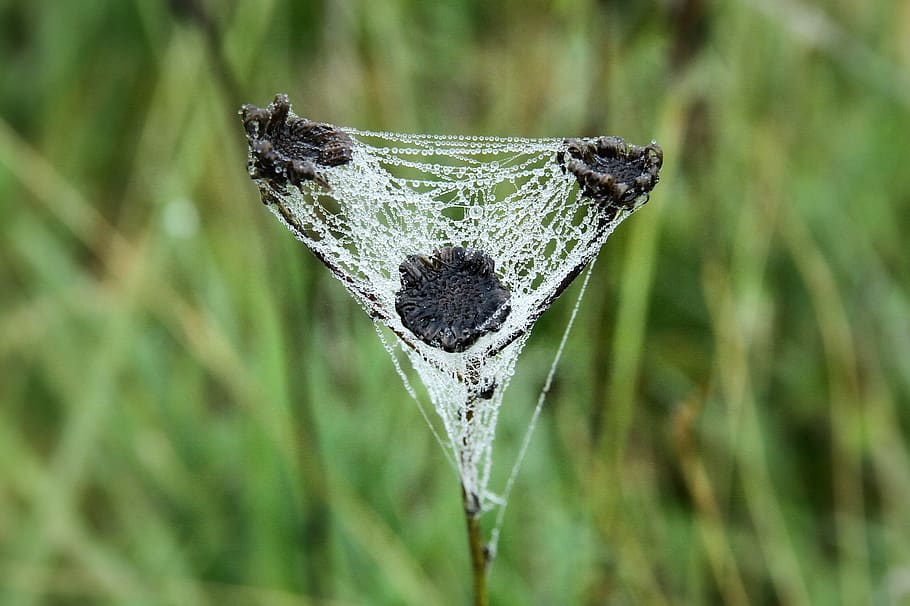 spider web, nature, dew, dewdrop, autumn, animal themes, focus on foreground HD wallpaper