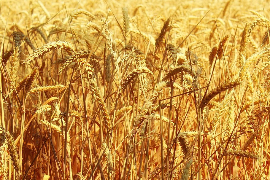 cornfield, arable, gold, golden, spike, agriculture, grain HD wallpaper