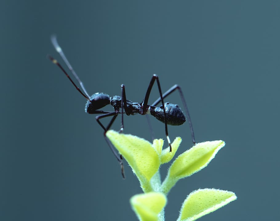 black ant, insect, invertebrate, animal, aphid, cricket insect HD wallpaper