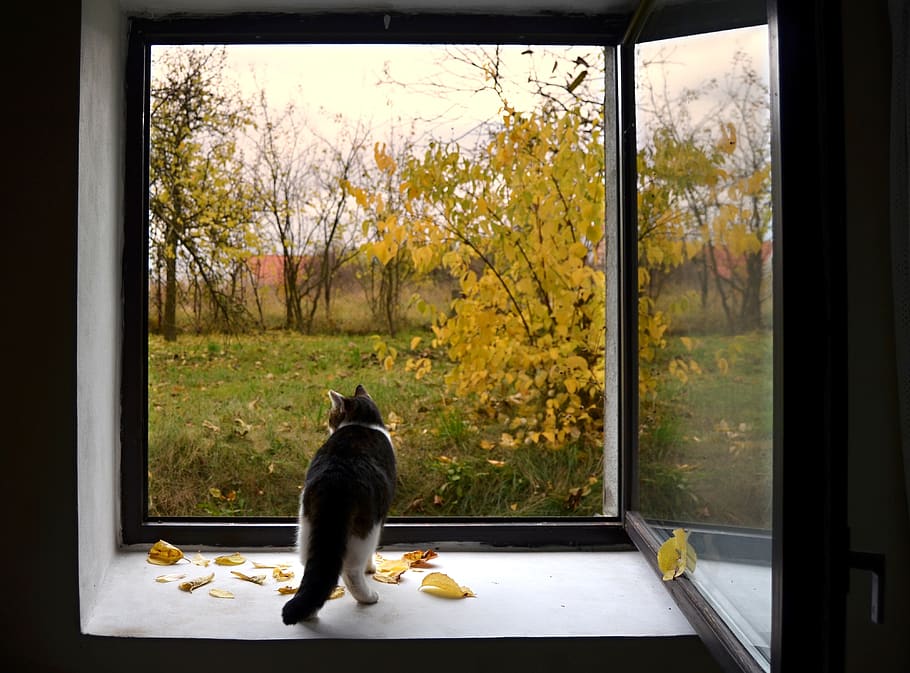 window, cat, autumn, leaves, view, waiting, autumn colors, garden HD wallpaper