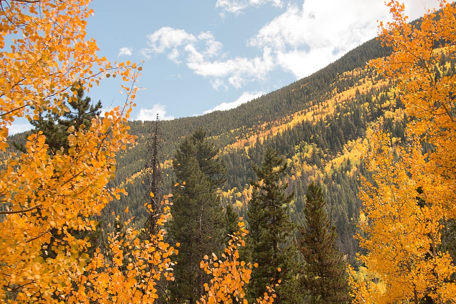 Yellow Leafed Trees, autumn, daylight, environment, fall, forest HD wallpaper