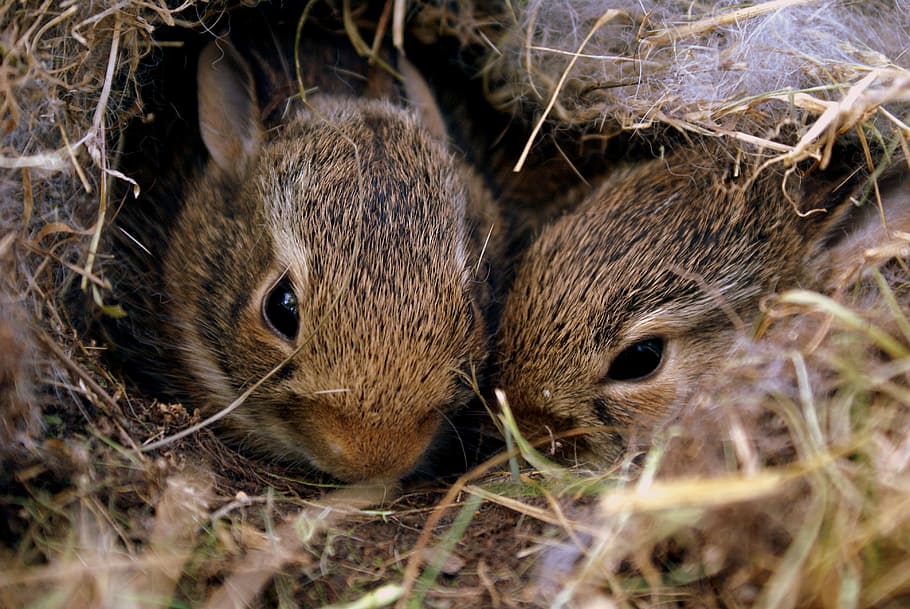 Two Brown Rabbits, adorable, animals, baby, bunnies, cute, cute animals, HD wallpaper