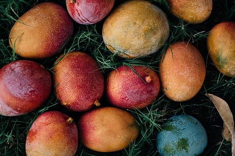 mangoes, summer, fruit, nature, colour, food and drink, healthy eating HD wallpaper