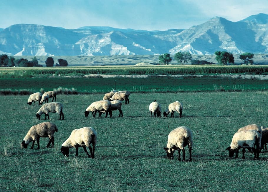 sheep, herd, mountain, nature, landscape, animal, animal themes HD wallpaper