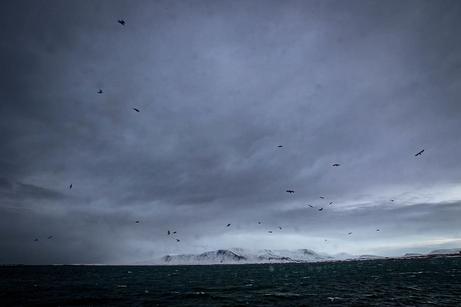 darkened sky, bird, animal, flying, nature, outdoors, water, sea HD wallpaper
