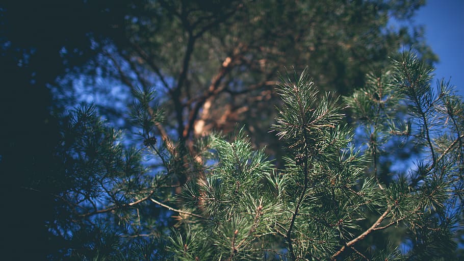 pine, tree, forest, summer, day, nature, wallpaper, plant, growth HD wallpaper