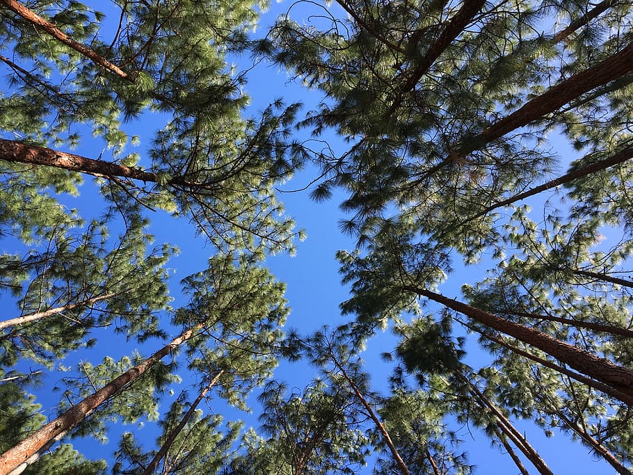 pine, the-stud, reserve-forest, panama, nature, sky, tree, plant HD wallpaper