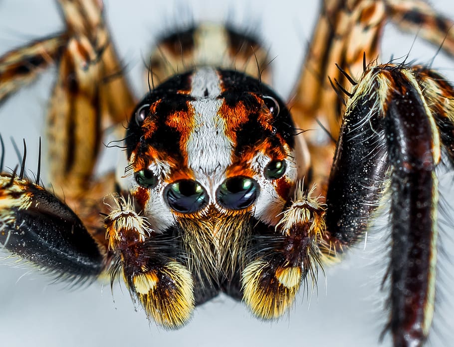 Brazilian Wandering Spider, animal, arachnid, arthropod, close-up